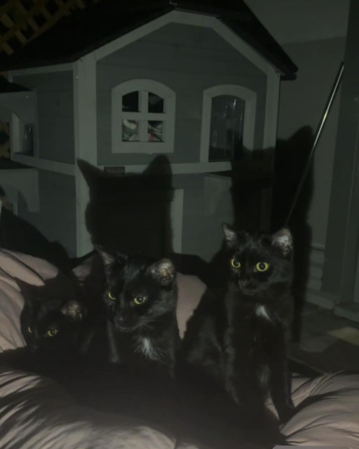 Chiara Scelsi instagram post 776275