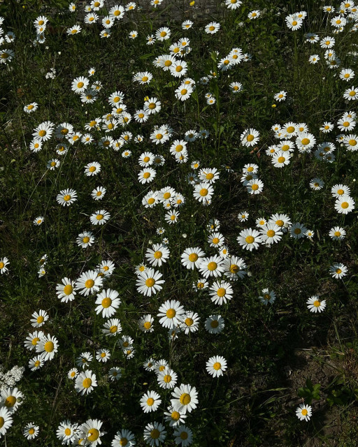 Julia Van Os instagram post 767431