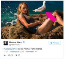 «Оскар» за лучшее исполнение роли животного