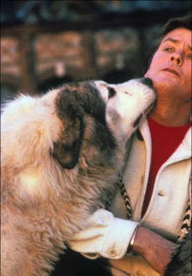 photo 23 in Alain Delon gallery [id482949] 2012-03-20 00:00:00