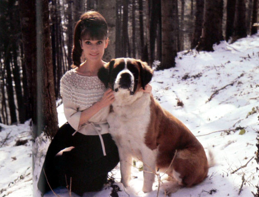 Audrey Hepburn pic #189215