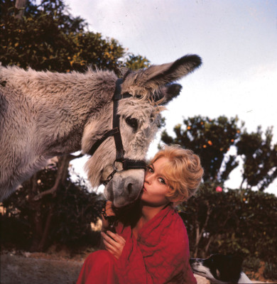 Brigitte Bardot pic #278641