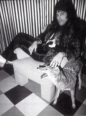 Freddie Mercury pic #688132