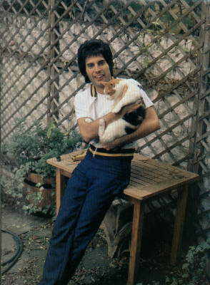 Freddie Mercury pic #714216