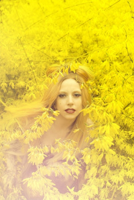 Lady Gaga pic #433303