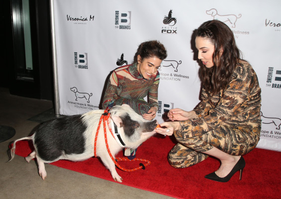 Nikki Reed-Animal Hope &amp; Wellness Foundation&#039;s