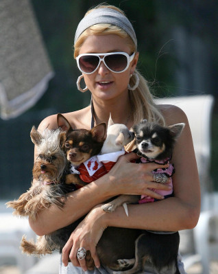 Paris Hilton pic #232267