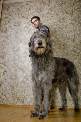 Petr Fyodorov pic #237933