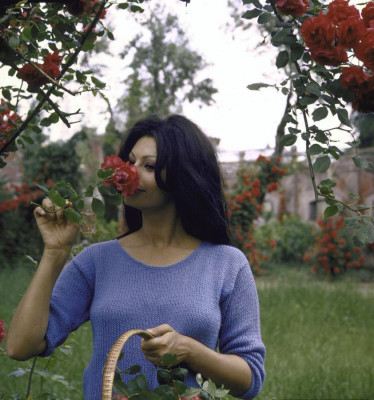 Sophia Loren pic #126651