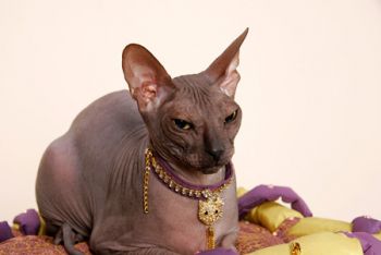 Российская Неделе Высокой Моды для Животных