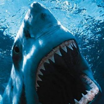 «Ночь акулы» в 3D от создателя «Пункта назначения»