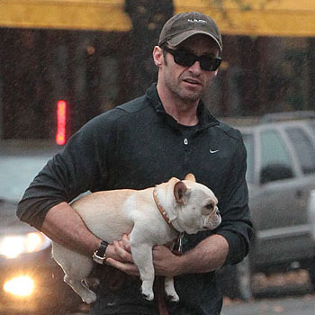 "Голубая" росомаха, или Как жена Хью Джекмана реагирует на слухи