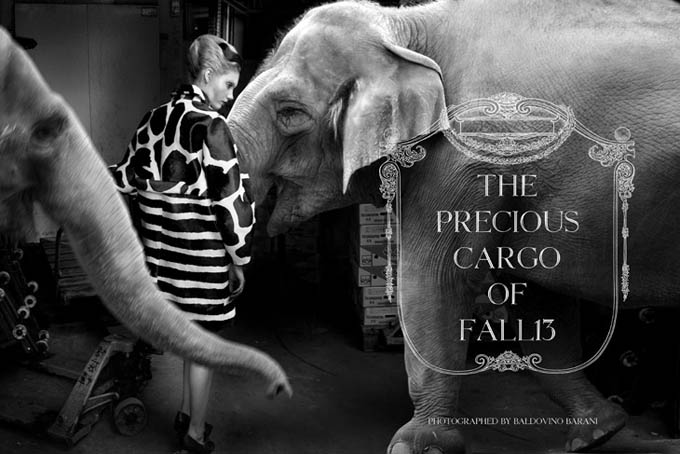 Как модели стали зебрами, а зебры моделями